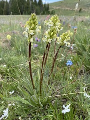 Pedicularis parryi