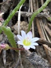 Lewisia triphylla