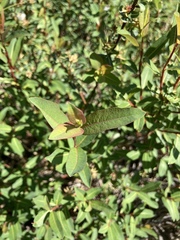 Salix pedicellaris