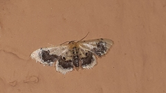 Idaea macrospila