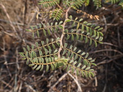 Indigofera comosa
