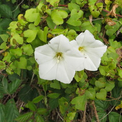 Calystegia tuguriorum