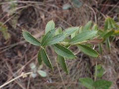 Berkheya carlinopsis