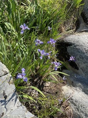 Iris missouriensis