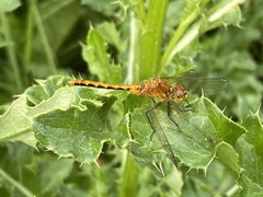 Sympetrum
