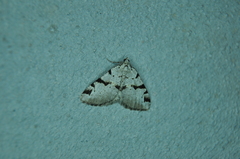 Macaria bitactata