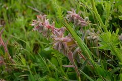 Nonea calycina