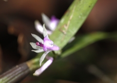 Scaphyglottis stellata