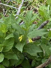 Lonicera involucrata involucrata