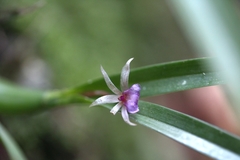Scaphyglottis stellata