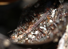 Dolichoderus attelaboides