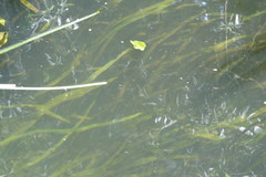 Sagittaria sagittifolia