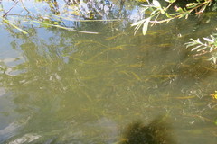 Sagittaria sagittifolia