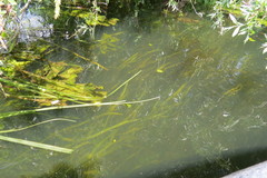 Sagittaria sagittifolia