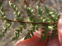 Cheilanthes hirta