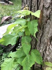Toxicodendron radicans
