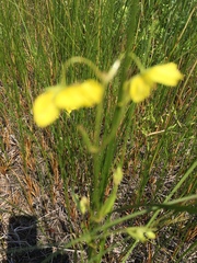 Lysimachia quadriflora