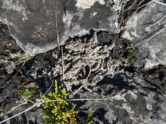 Bryoplaca sinapisperma