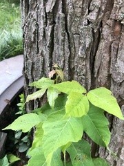 Toxicodendron radicans