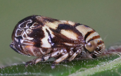 Clastoptera arborina