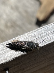Coelioxys alternatus