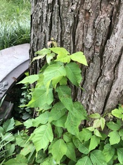 Toxicodendron radicans