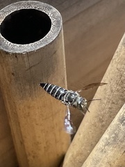 Coelioxys alternatus