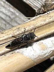 Coelioxys alternatus