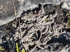 Bryoplaca sinapisperma