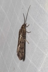 Stenosialis australiensis