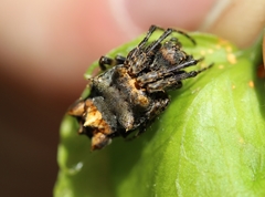 Arañas endémicas de Guatemala (Arachnida Araneae) · iNaturalist