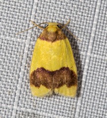 Heterallactis euchrysa