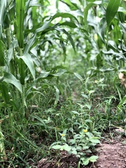 Sclerocarpus phyllocephalus