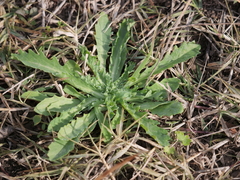 Acicarpha tribuloides