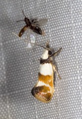 Crepidosceles glycydora