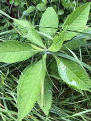 Magnoliopsida