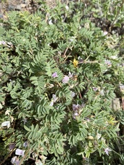 Astragalus vexilliflexus