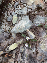 Claytonia multiscapa pacifica