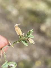 Astragalus vexilliflexus