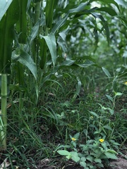 Sclerocarpus phyllocephalus