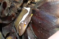 Dendropsophus leucophyllatus