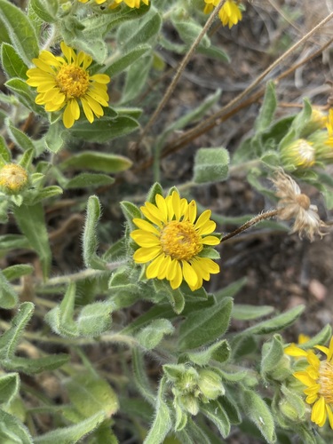 Image of Heterotheca hispida by (c) Matt Berger, some rights reserved (CC BY)