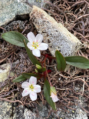 Claytonia multiscapa pacifica