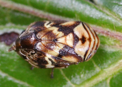 Clastoptera arborina
