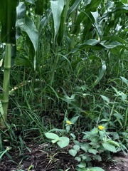 Sclerocarpus phyllocephalus