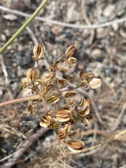 Cymopterus terebinthinus
