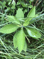 Magnoliopsida