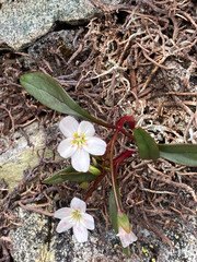 Claytonia multiscapa pacifica