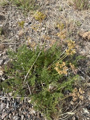 Cymopterus terebinthinus