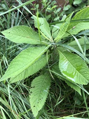 Magnoliopsida